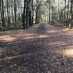 Knus In De Bossen Met Fietsen *