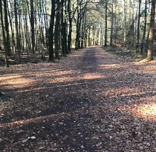 Knus In De Bossen Met Fietsen *